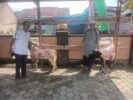 “Rayakan Idul Adha 1447 H” DKM Al-Ikhlas Waykandis Sembelih 3 Sapi 23 Kambing Qurban